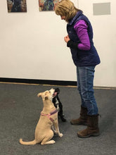 Load image into Gallery viewer, Puppy Head Start