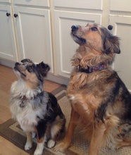 Load image into Gallery viewer, Basic Level One