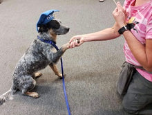 Load image into Gallery viewer, Puppy Head Start