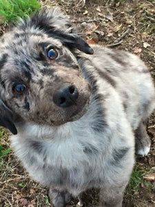 Puppy Head Start